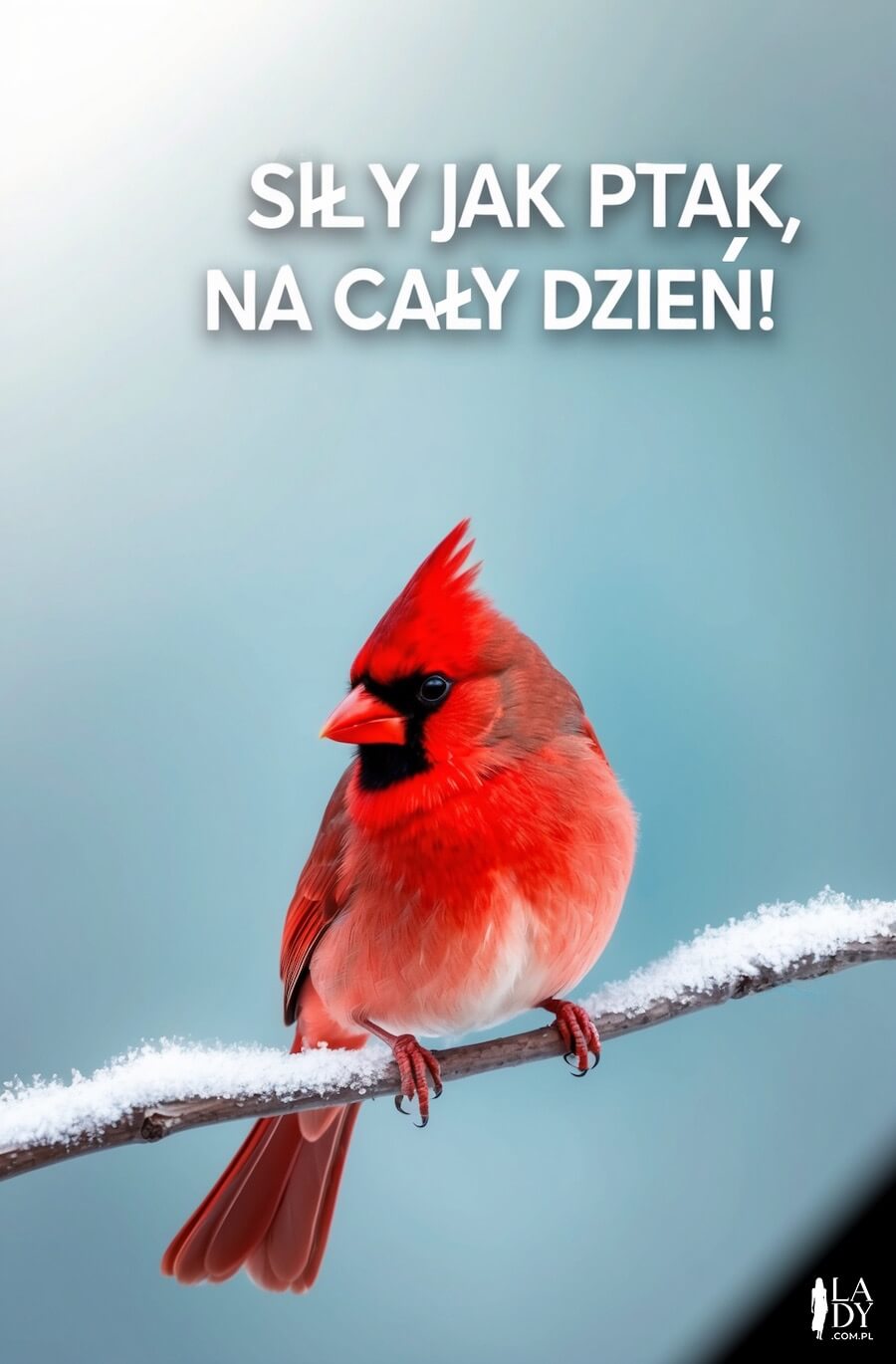 Ładna kartka na dzień dobry, czerwony ptak siedzący na gałązce pokrytej śnieżnym puchem, z napisem: Siły jak ptak, na cały dzień