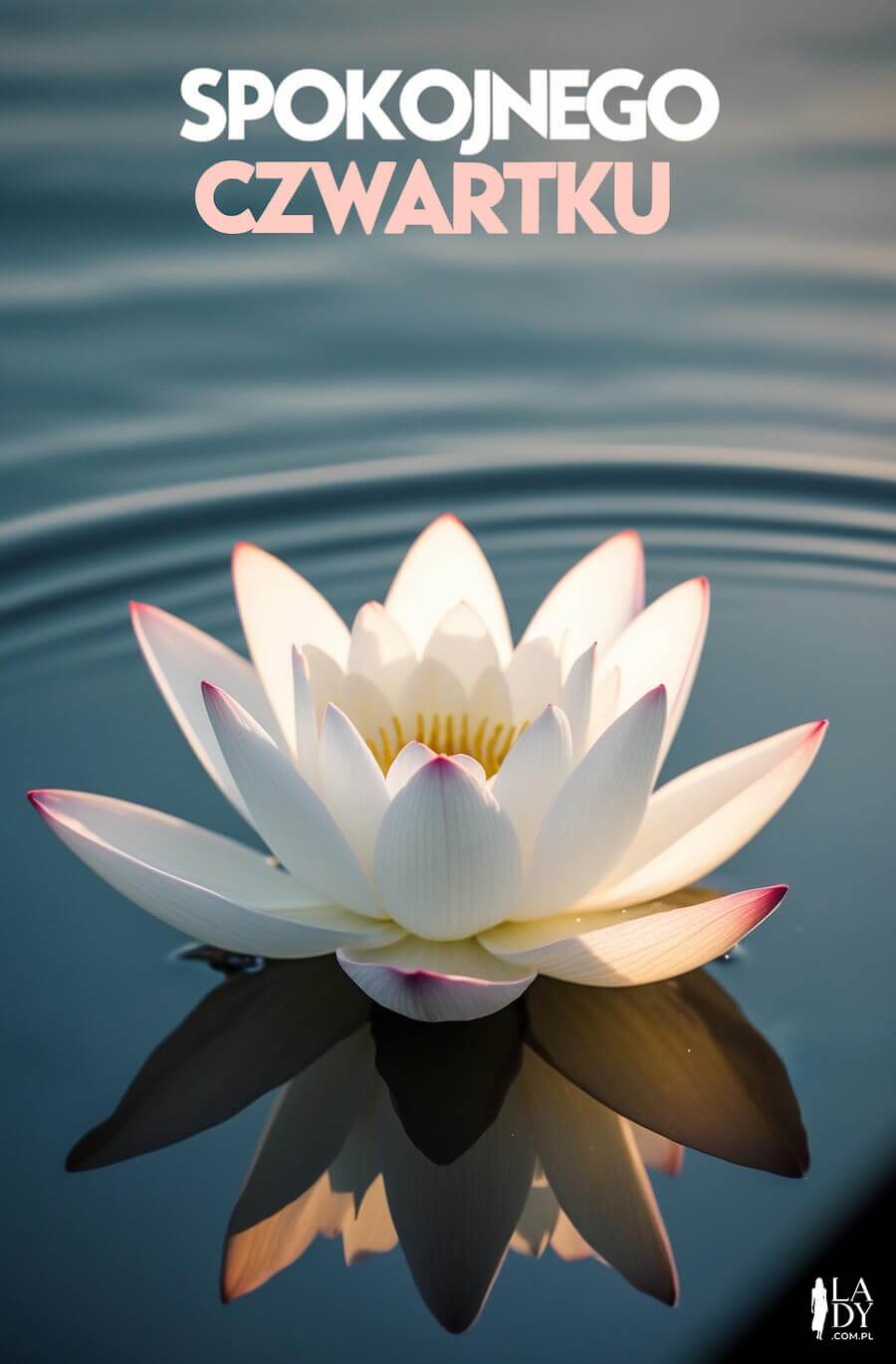 Kartka na czwartek, delikatny kwiat lotosu pływający na wodzie, z napisem: Spokojnego czwartku