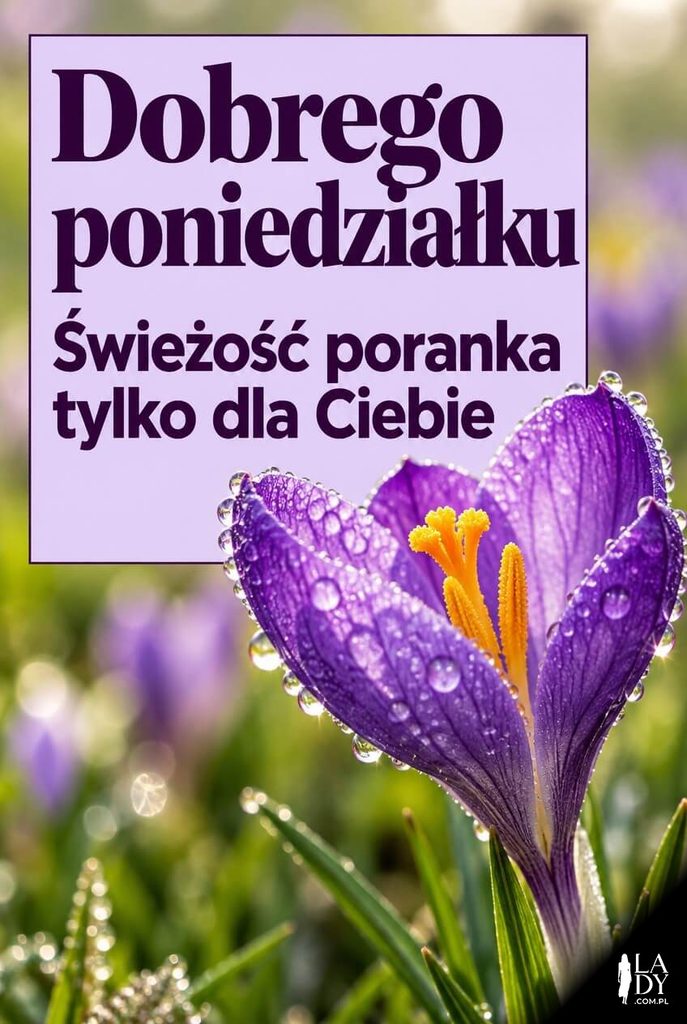 Kartka na poniedziałek ze zbliżeniem fioletowego krokusa z kroplami rosy i napisem „Dobrego poniedziałku".