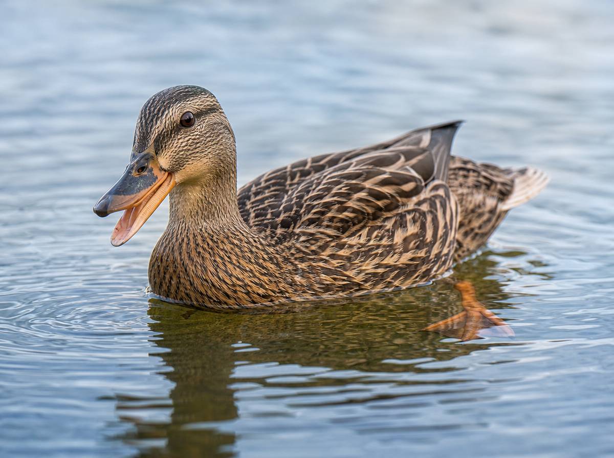Kaczka pływająca po stawie z widocznymi błonami na łapkach, zagadka o kaczce