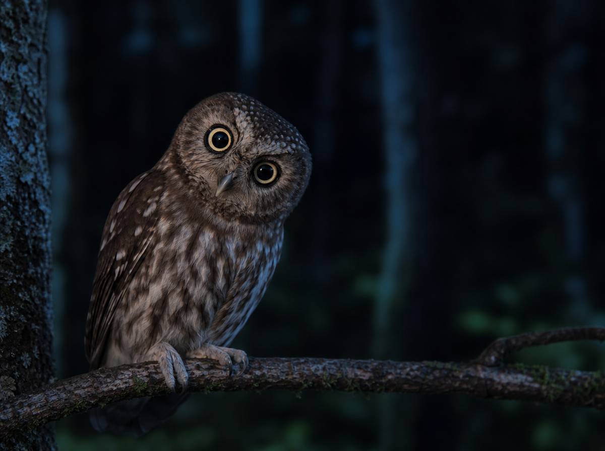 Sowa z wielkimi oczami na gałęzi nocą, zagadka o sowie