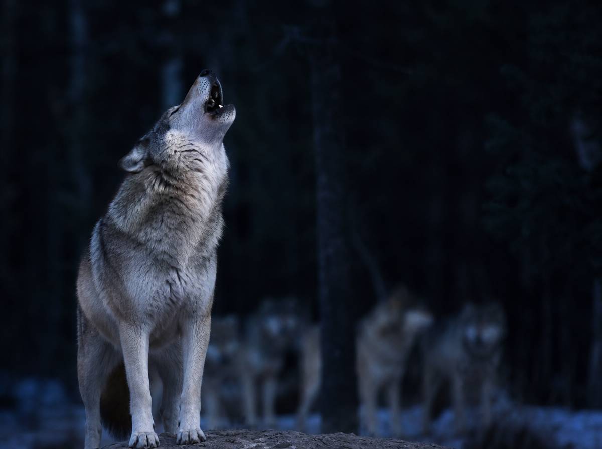Wilk wyjący nocą na tle stada w lesie, zagadka o wilku